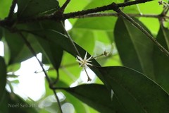 Chionanthus mala-elengi subsp. mala-elengi